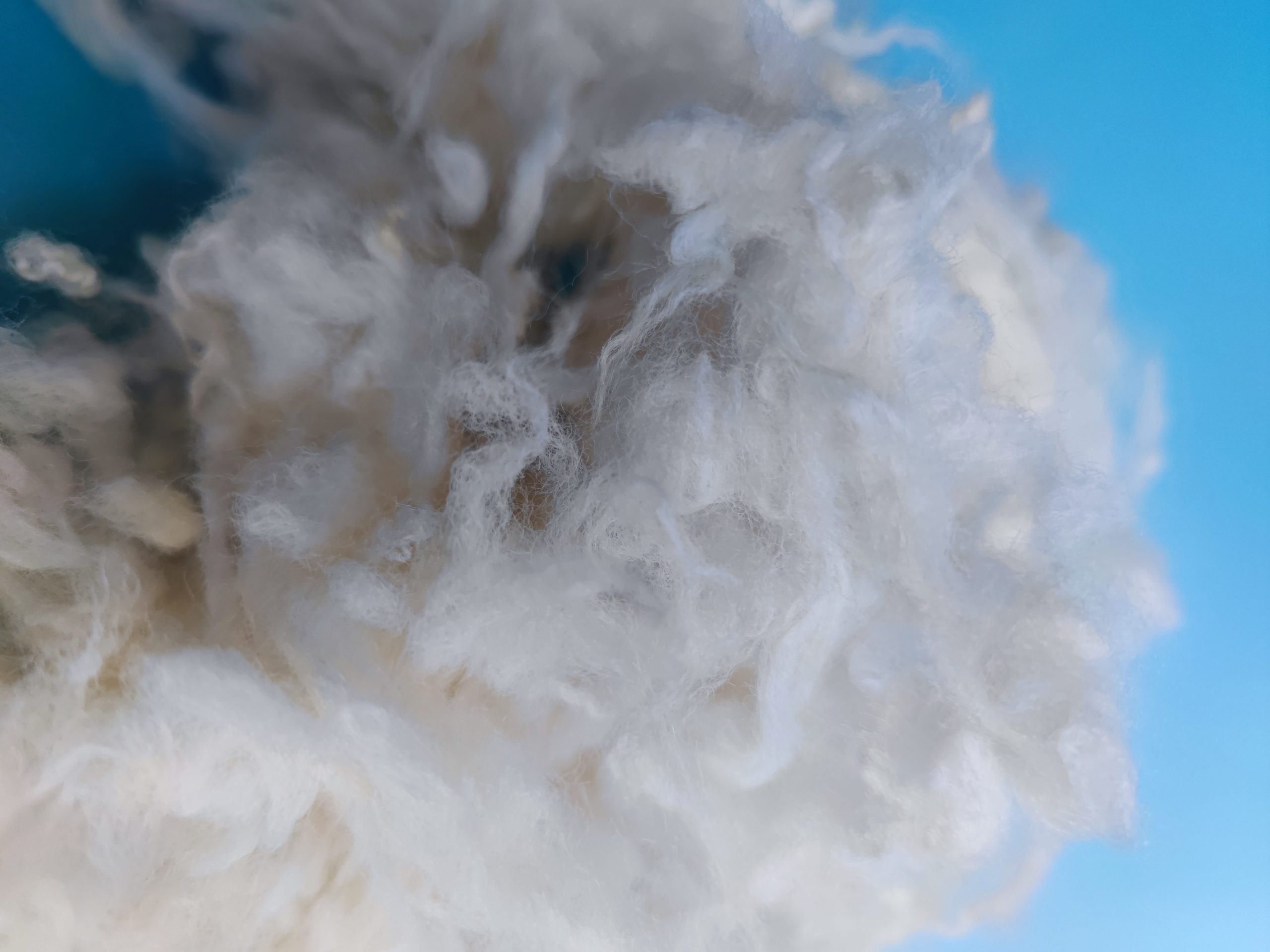 Newzealand wool
