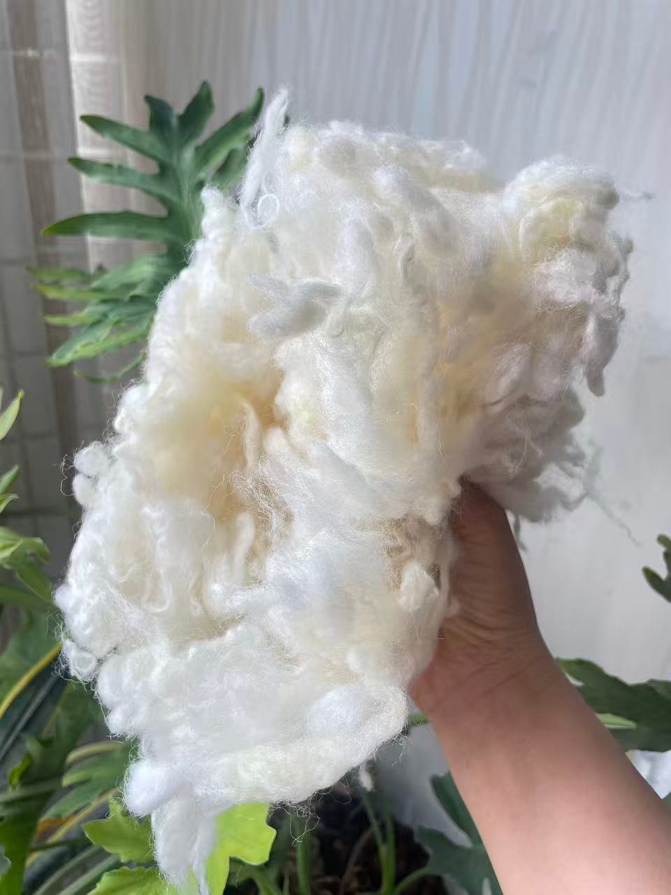 2025 the new harvest of New Zealand Carbonized Wool (Coarse Grade) - Image 2