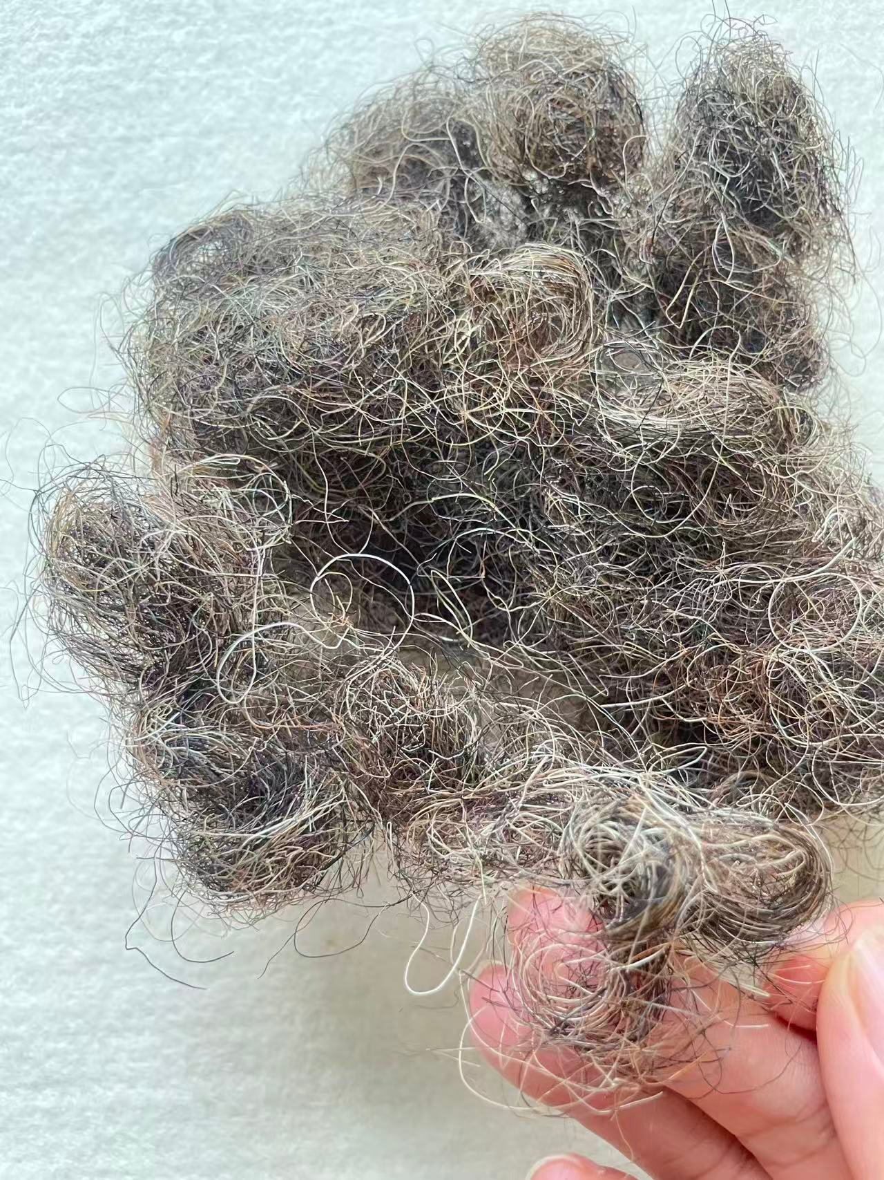 Natural grey color Crimped Horse hair for Beds and mattresses - Image 5