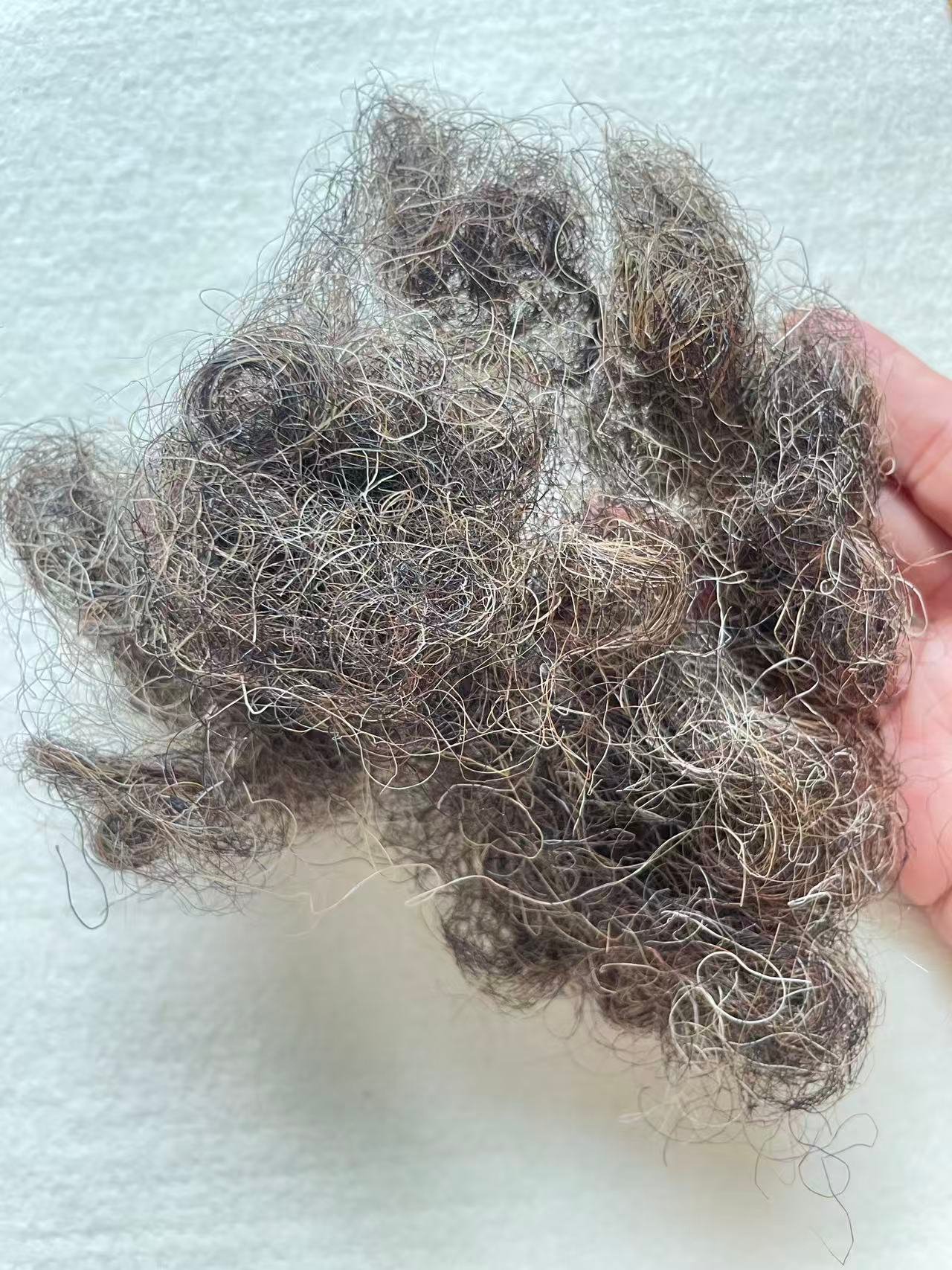 Natural grey color Crimped Horse hair for Beds and mattresses - Image 3