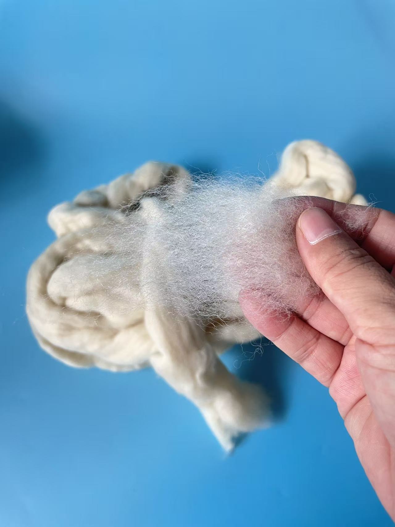 Uruguayan Wool Short Tops – Premium Quality for Spinning and Textile Applications - Image 3